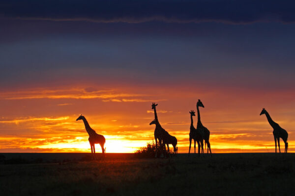 Giraffe's At Sunset