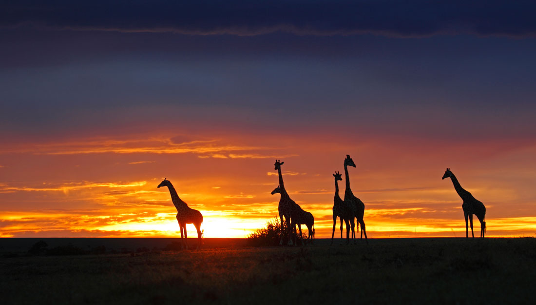 giraffe's at sunset