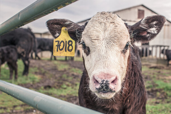 Photo Of Cow In Pen