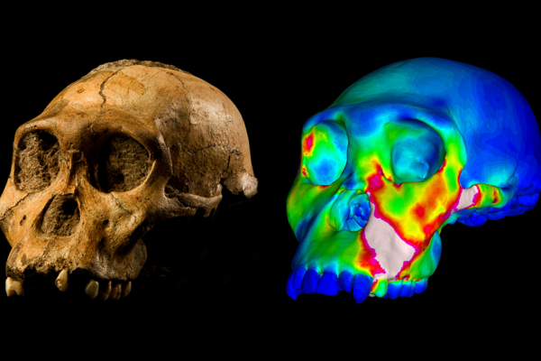 Australopithecus Sediba