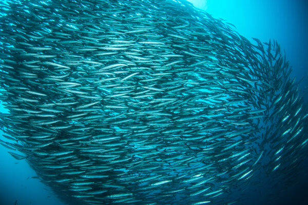 A School Of Barracudas Looks Much Like Biofilm Bacteria