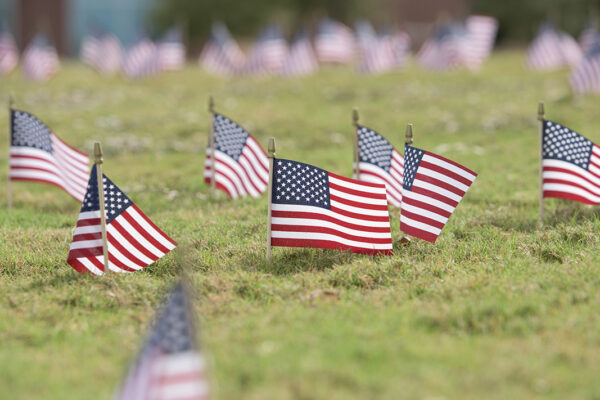 American Flags Planted In The Grass