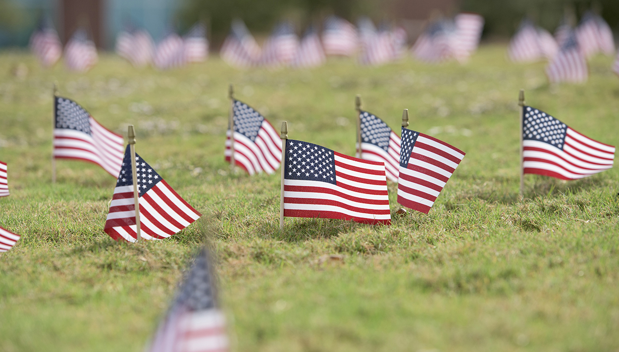 American flags planted in the grass