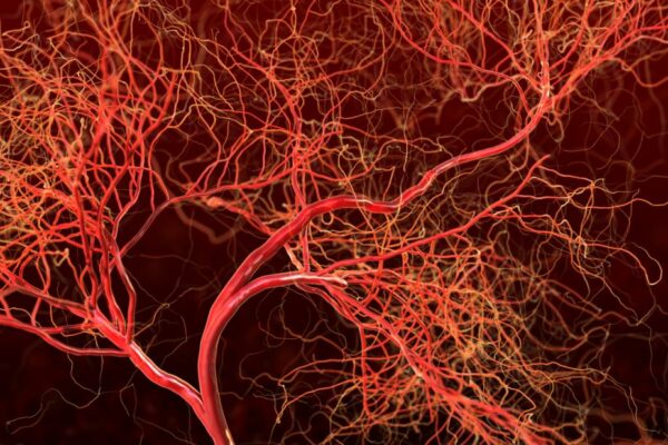 Illustrated View Of Blood Vessels