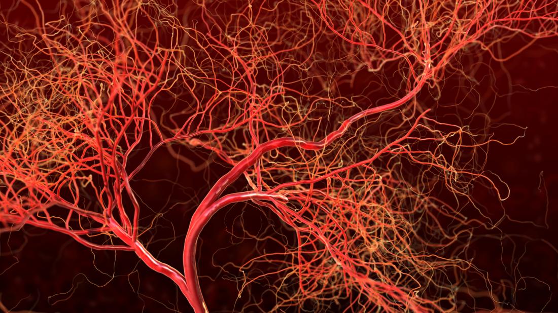 illustrated view of blood vessels