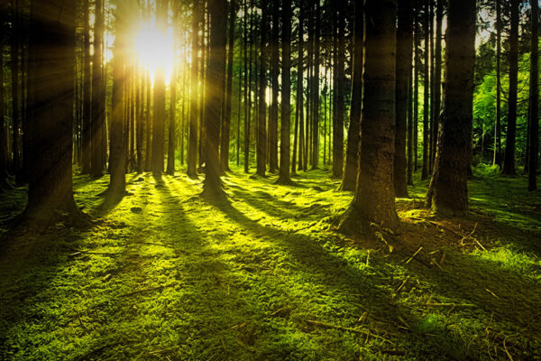 Stress Relief Using Environmental And Lifestyle Changes-picture Of Trees In A Green Field