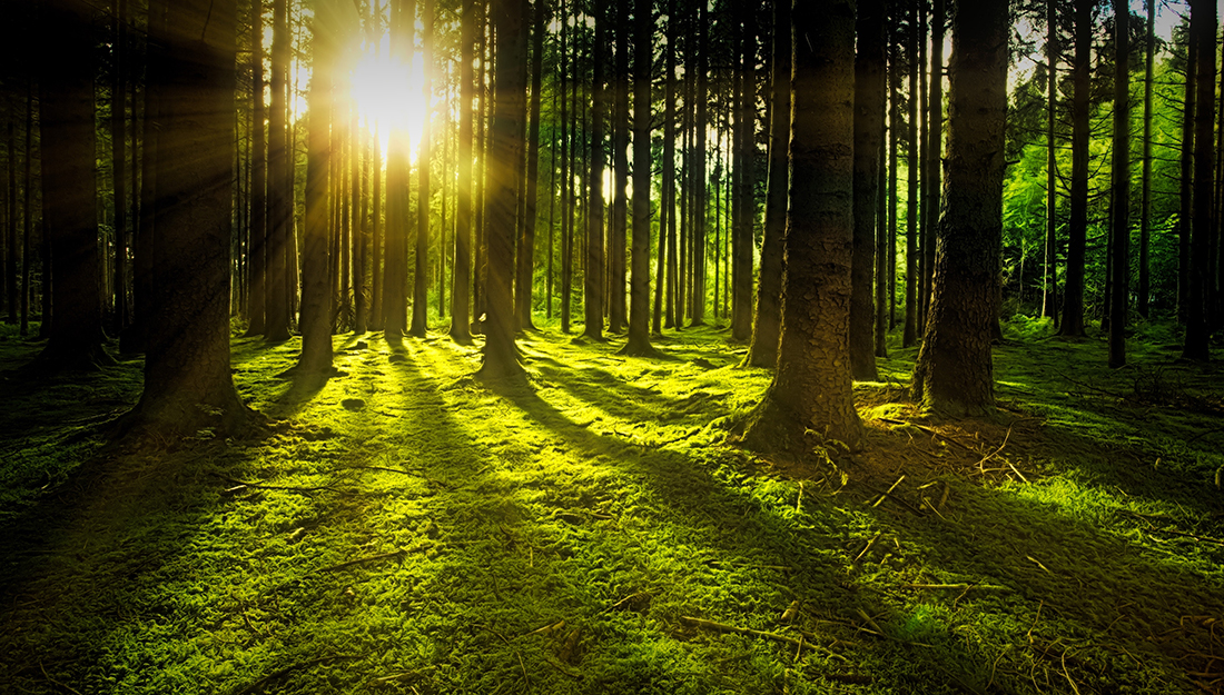 Stress relief using environmental and lifestyle changes-picture of trees in a green field