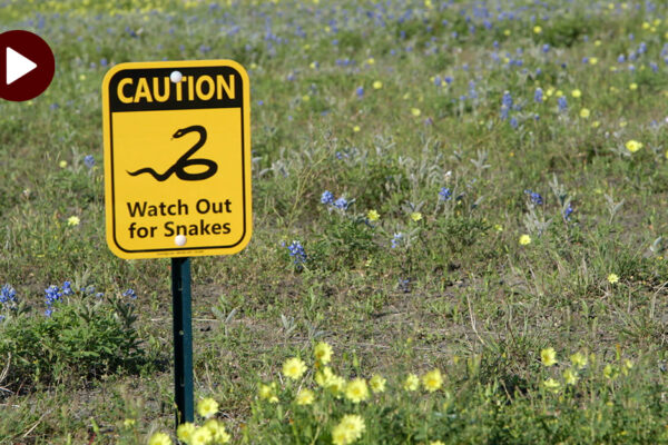 Watch Out For Snakes Sign