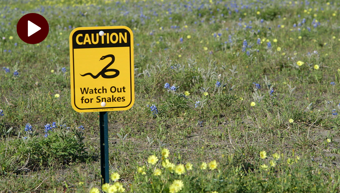 Watch out for snakes sign