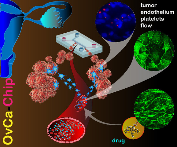 Illustration of how organ-on-a-chip works