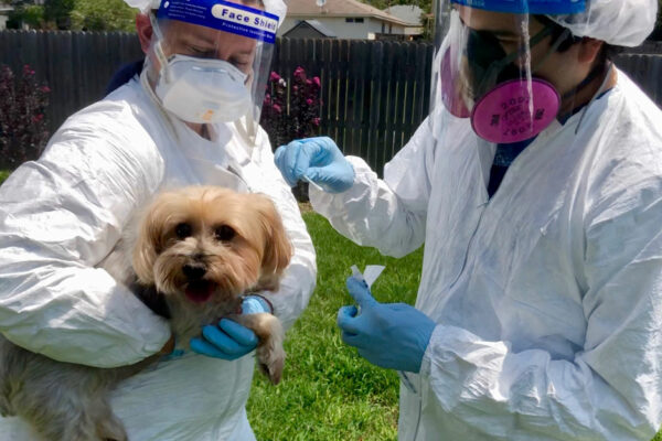 One Person In PPE Holds A Yorkshire Terrier While Another Person In PPE Does A Swab Test