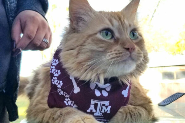 long haired orange tabby cat wearing a Texas A&M scarf