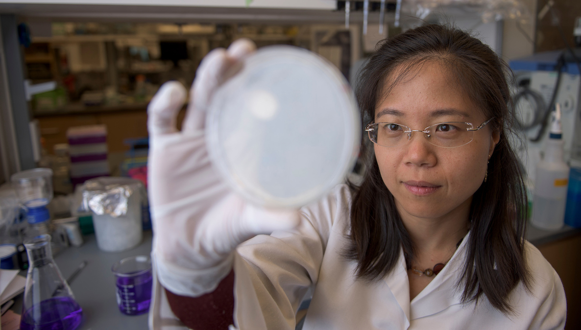 Zhilei Chen in her lab