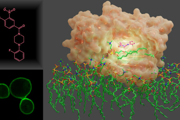 A Visual Representation Of Sec14 In Complex With A Small Molecule Inhibitor