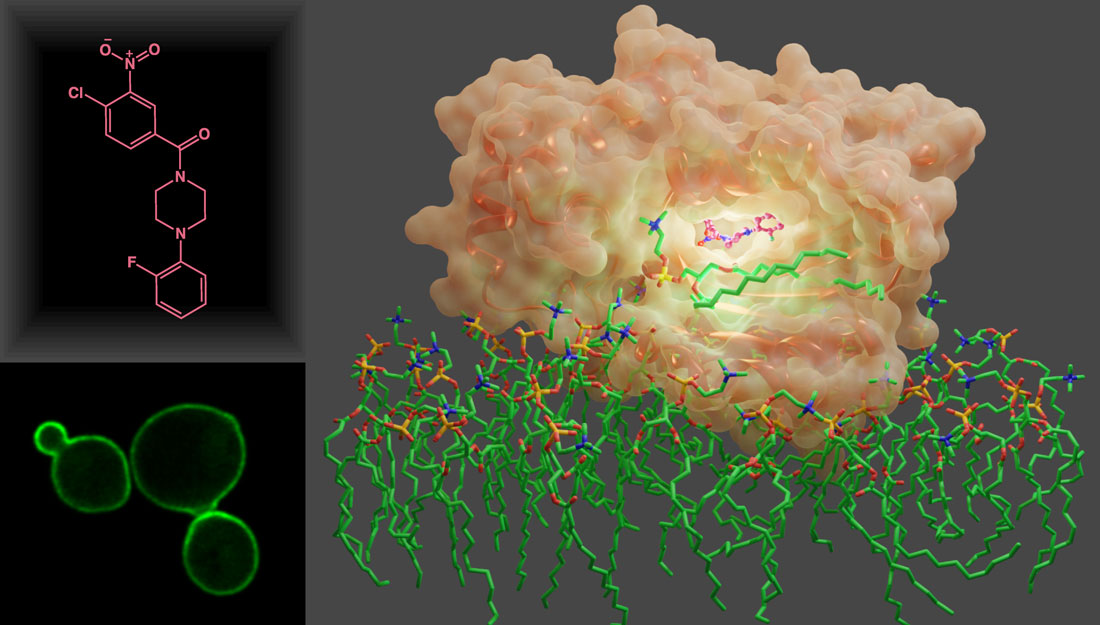 A visual representation of Sec14 in complex with a small molecule inhibitor