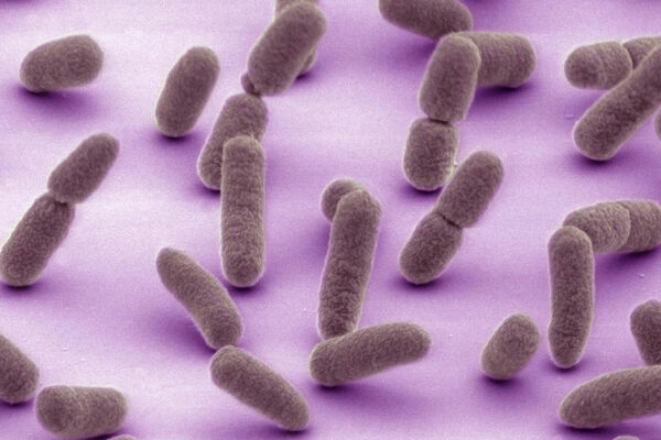 Microscopic Image Of E. Coli Bacteria