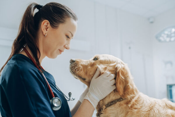 Veterinarian Pets Dog's Head Affectionately