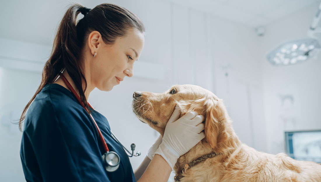 veterinarian pets dog's head affectionately