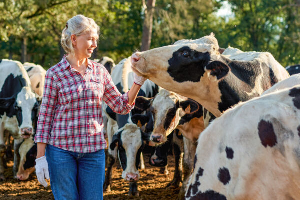 Woman Interacts With Dairy Cows On A Farm