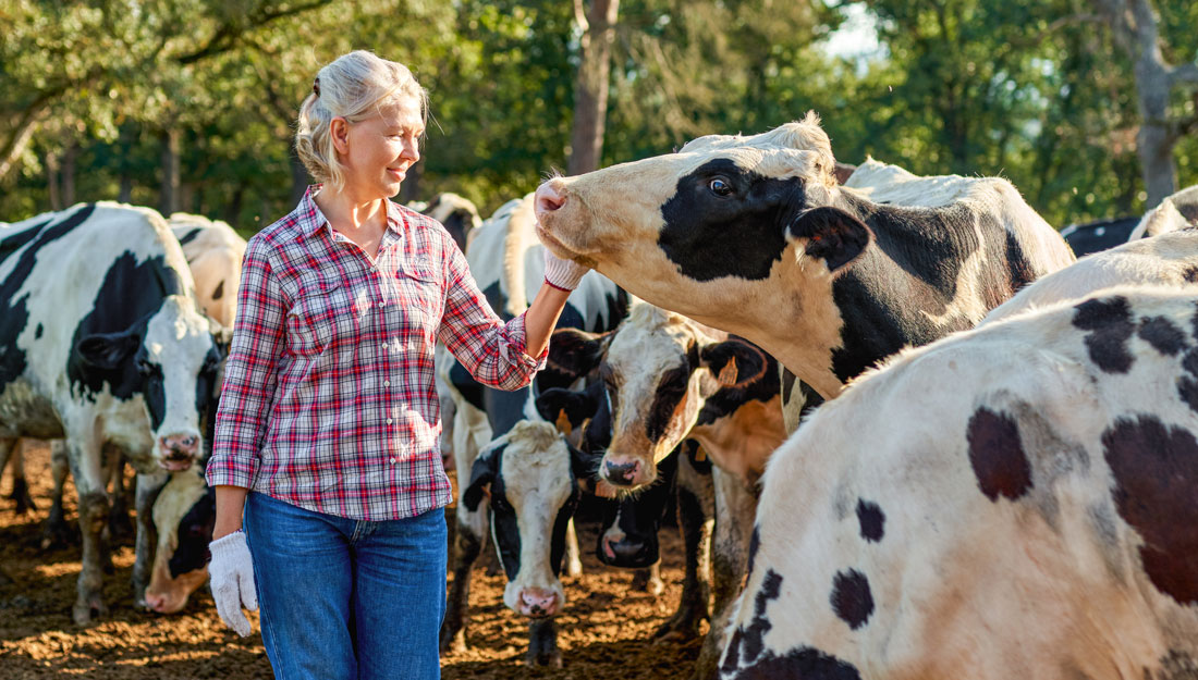 woman interacts with dairy cows on a farm