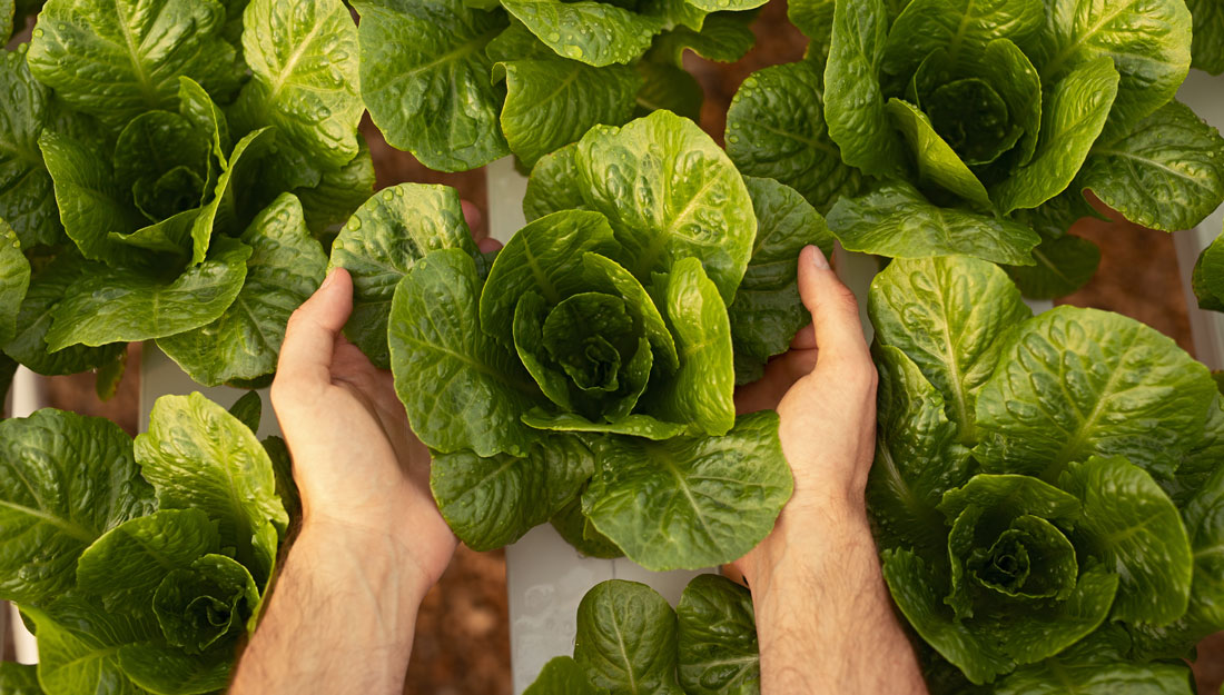 A man's gently holds his hands around a young head of cabbage in a hydroponic garden
